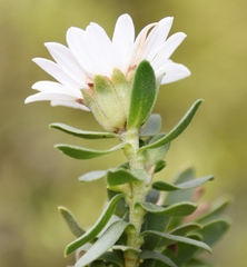 Osmitopsis asteriscoides