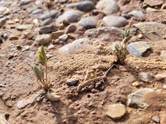Astragalus equisolensis