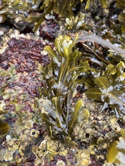 Fucus distichus