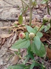 Acmella radicans