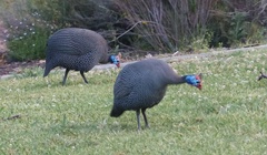 Numida meleagris coronatus