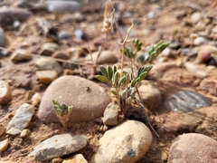Astragalus equisolensis