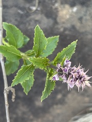 Ocimum serratum