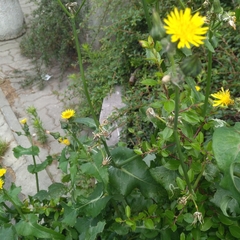 Sonchus oleraceus