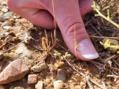 Astragalus equisolensis