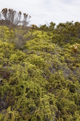 Gleichenia polypodioides