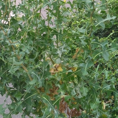 Sonchus oleraceus