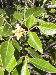 Rhus virens