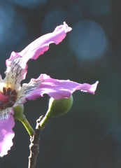 Ceiba speciosa