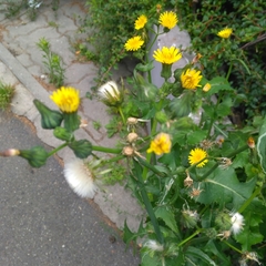 Sonchus oleraceus