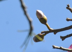 Ceiba speciosa