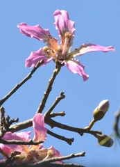 Ceiba speciosa