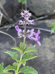 Ocimum serratum