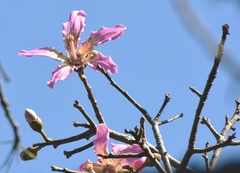 Ceiba speciosa
