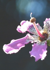 Ceiba speciosa
