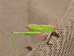 Symmachis lateipennis