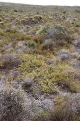 Diastella divaricata divaricata