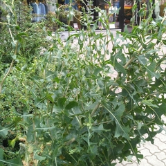 Sonchus oleraceus