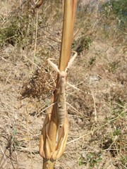 Bolivaria brachyptera