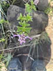 Ocimum serratum