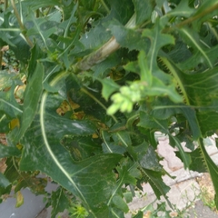 Sonchus oleraceus