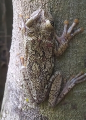 Trachycephalus nigromaculatus