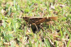 Acanthacris ruficornis