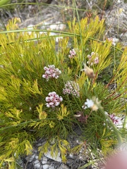 Serruria rubricaulis