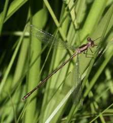 Lestes