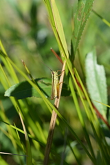 Mecostethus parapleurus