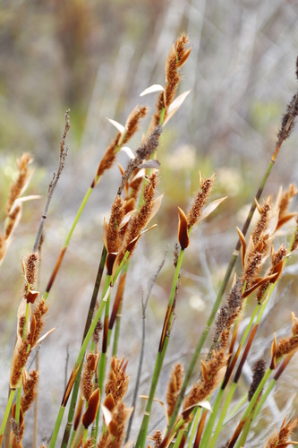 Image of Elegia cuspidata by (c) Tony Rebelo, some rights reserved (CC BY-SA)