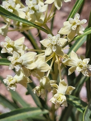 Asclepias labriformis