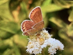 Plebejus anna