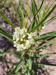Asclepias labriformis