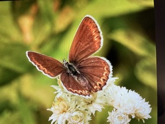 Plebejus anna