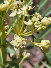 Asclepias labriformis