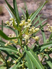 Asclepias labriformis