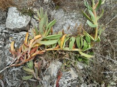 Carpobrotus