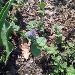 Nepeta racemosa