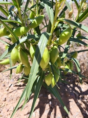 Asclepias labriformis