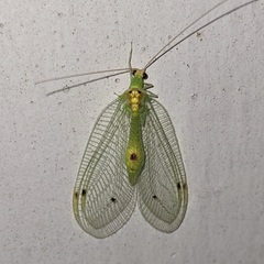 Leucochrysa insularis