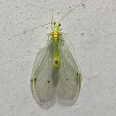 Leucochrysa insularis