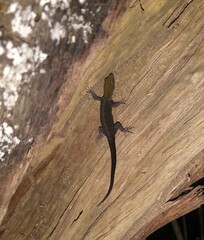 Gonatodes albogularis