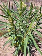 Asclepias labriformis