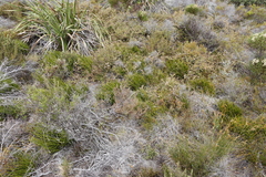 Diastella divaricata divaricata