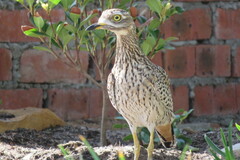 Burhinus capensis