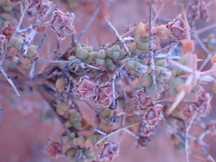 Ruschia intricata