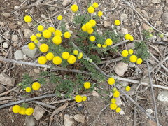 Cotula coronopifolia
