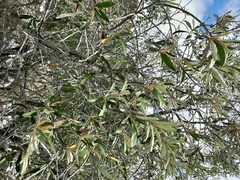 Tarchonanthus littoralis