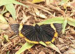 Riodina lycisca